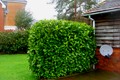 Neatly Trimmed Hedges