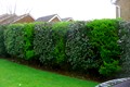 We Can Always Provide Bespoke Touches To Any Project, As We Did With This Patterned Hedge Arrangement