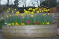 Planting Some Flowers In The Run-Up To Summer